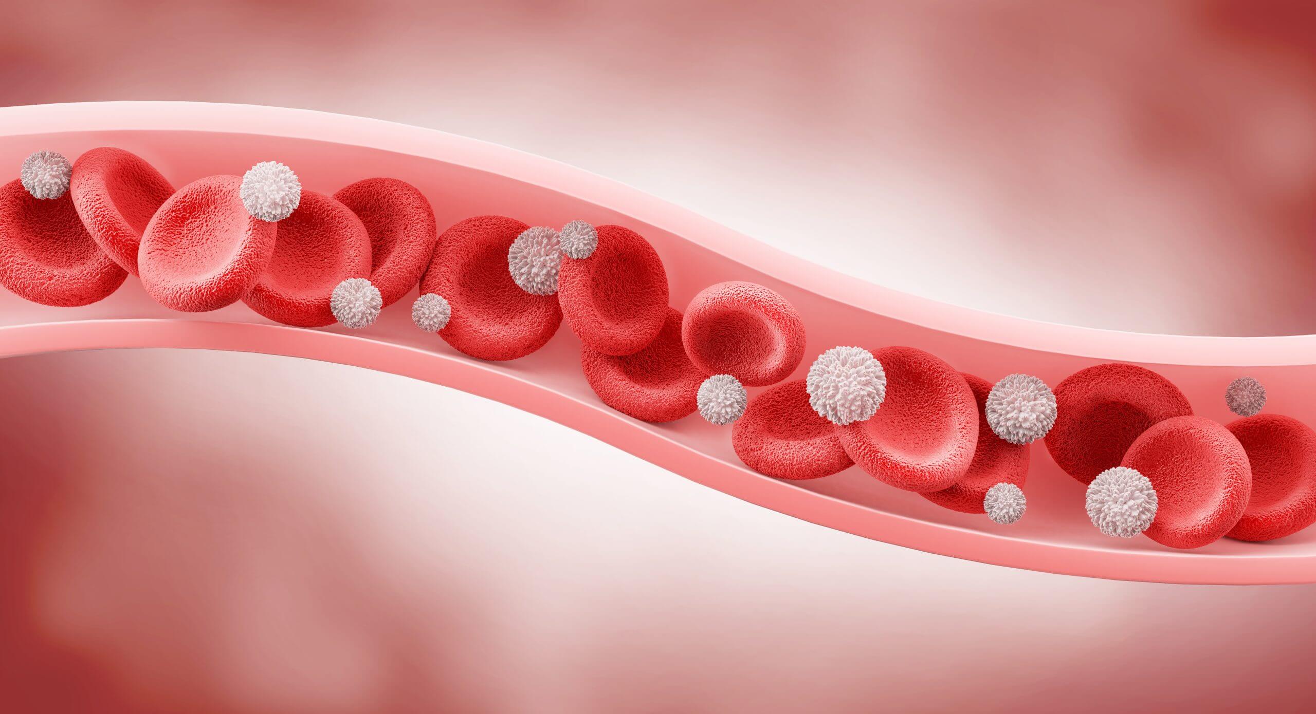 Blood vessel with flowing Red blood and White blood cells, 3D il